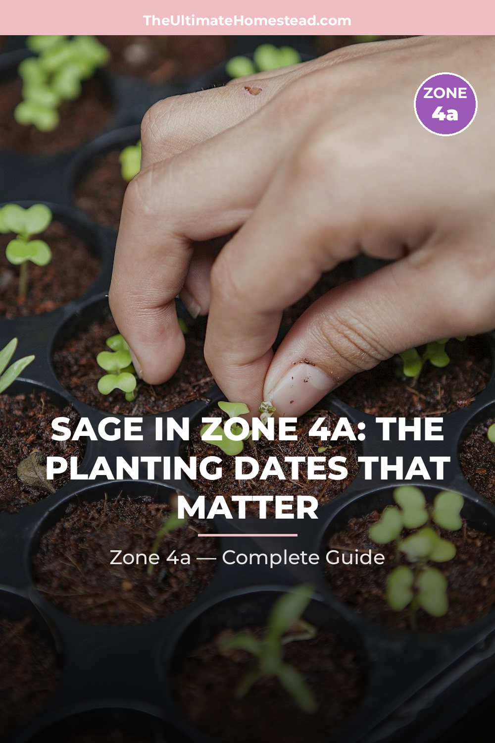 When to Plant Sage in Zone 4a