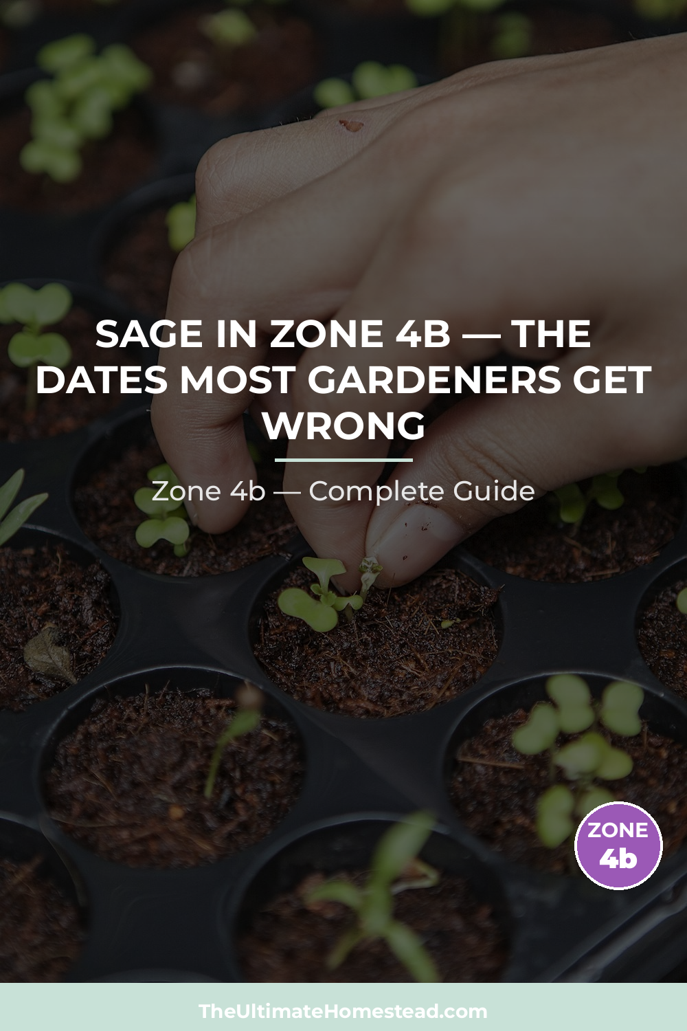 When to Plant Sage in Zone 4b