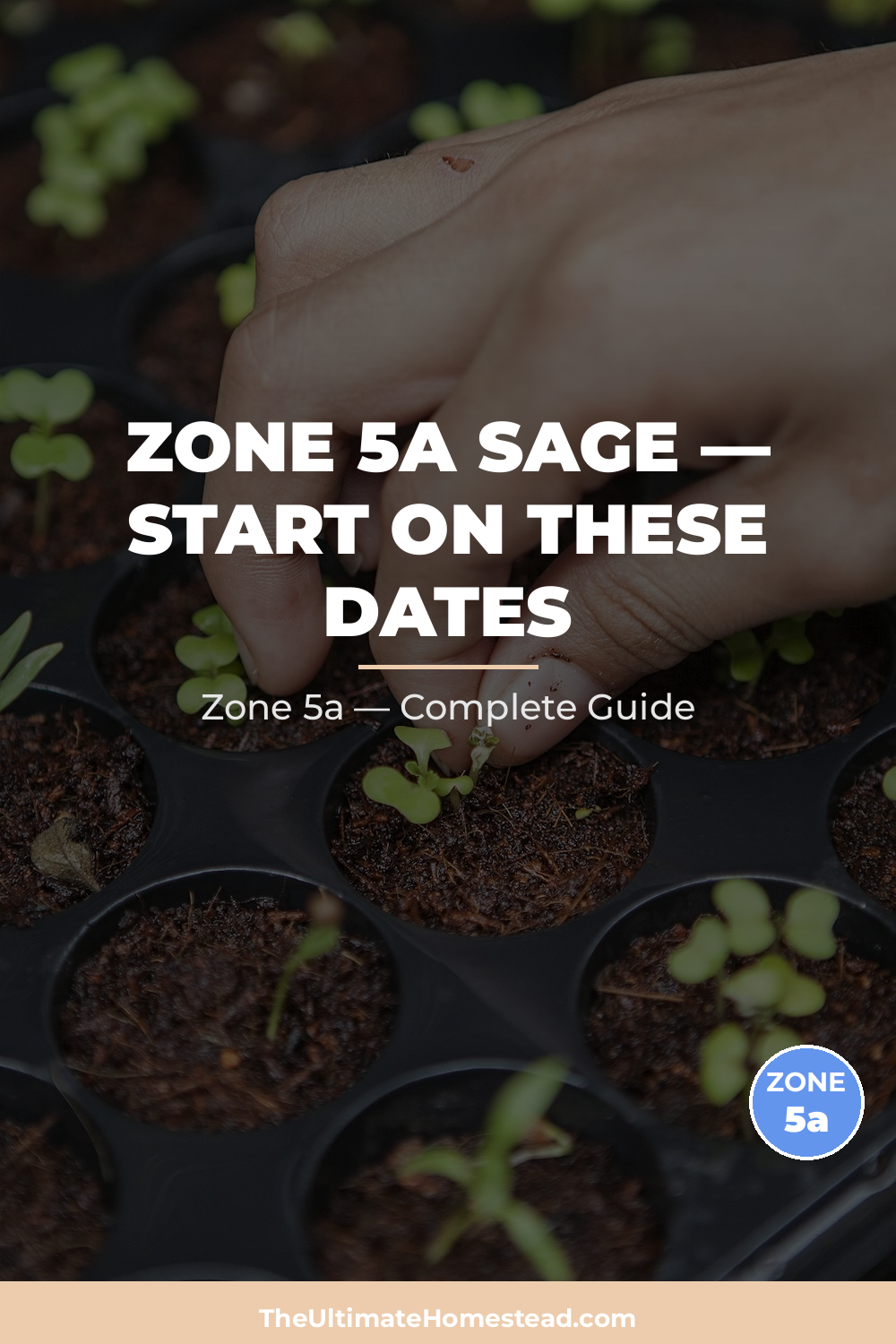 When to Plant Sage in Zone 5a