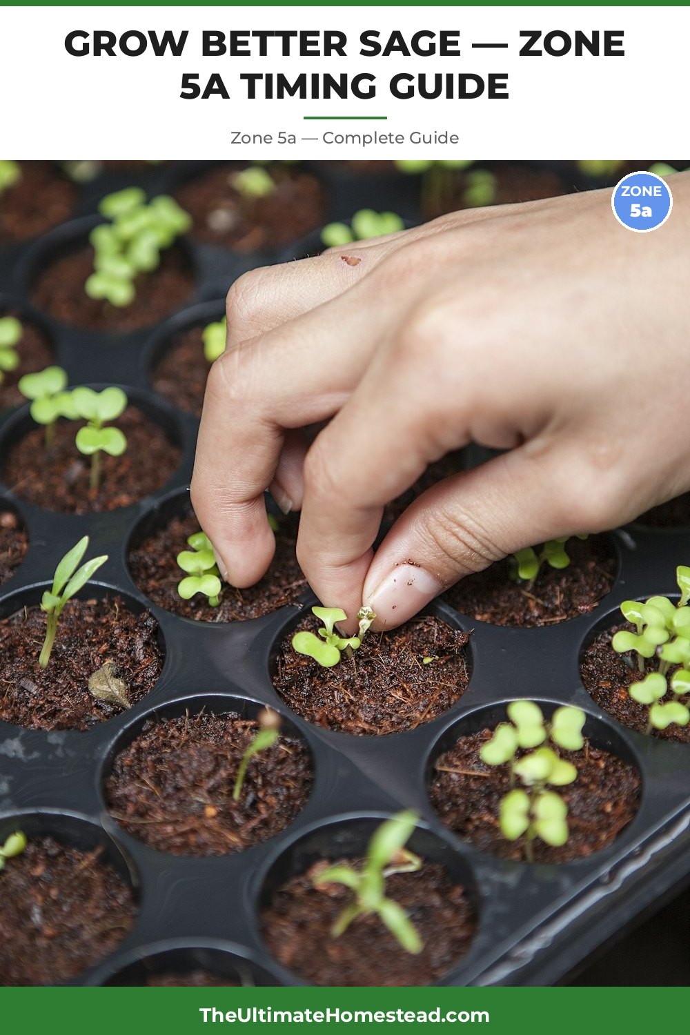 When to Plant Sage in Zone 5a