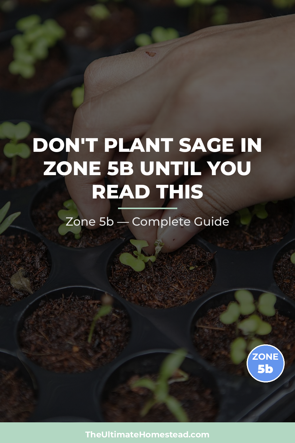 When to Plant Sage in Zone 5b