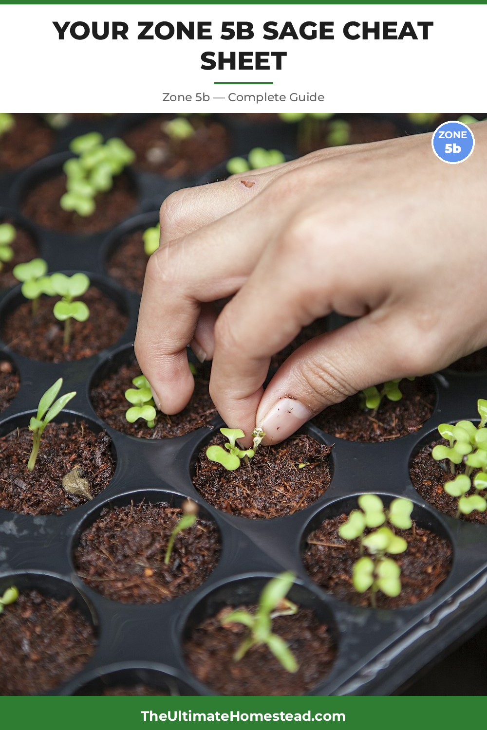 When to Plant Sage in Zone 5b