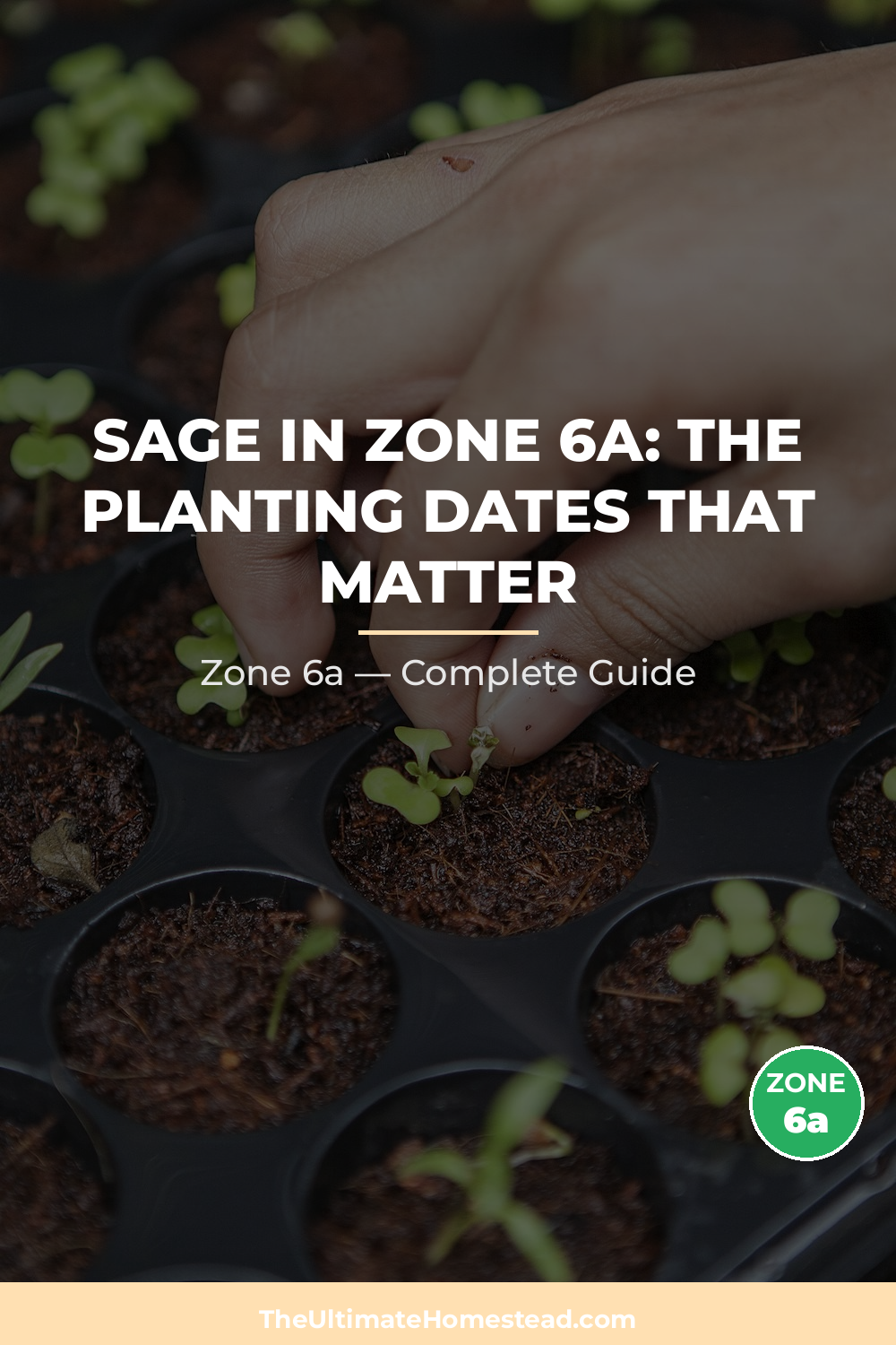 When to Plant Sage in Zone 6a