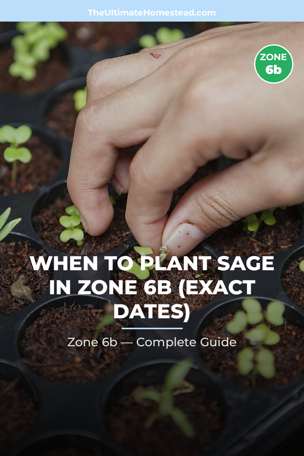 When to Plant Sage in Zone 6b