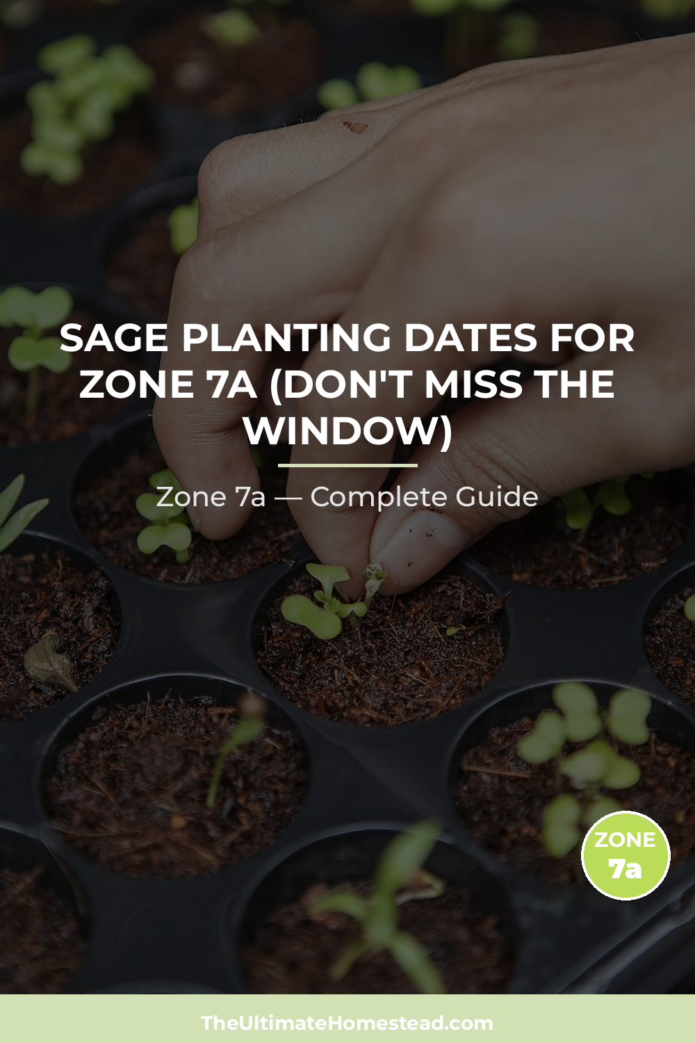 When to Plant Sage in Zone 7a
