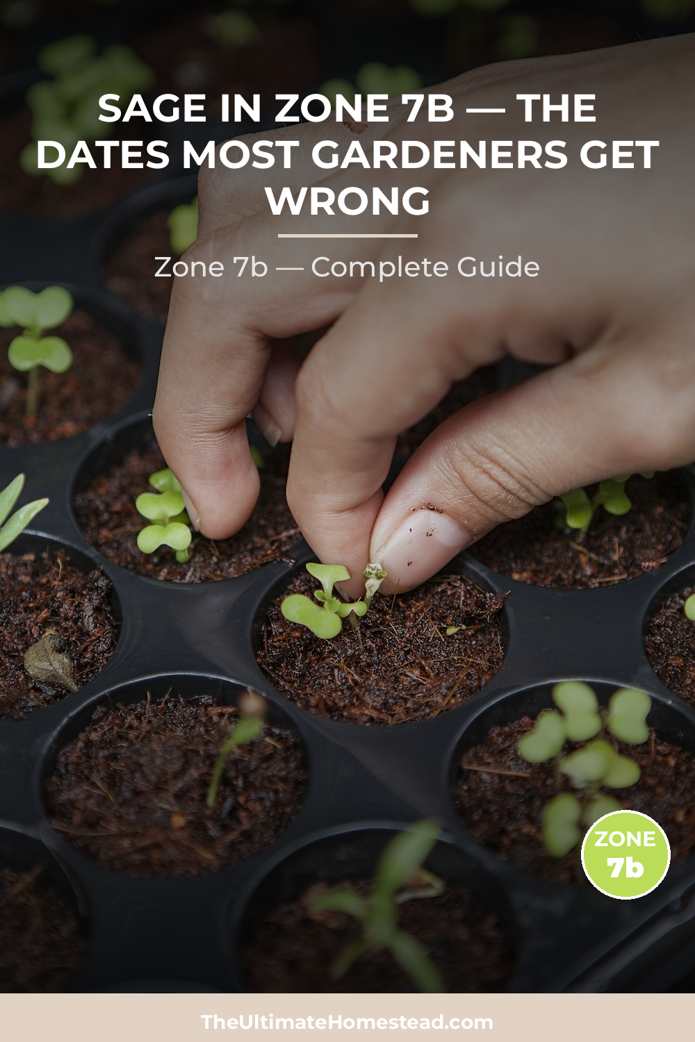 When to Plant Sage in Zone 7b
