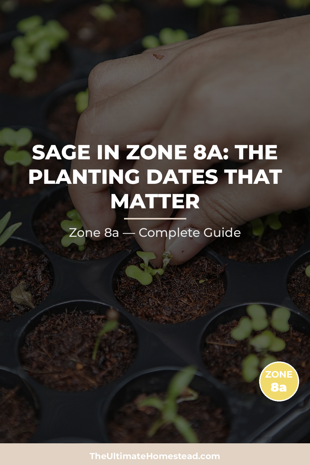 When to Plant Sage in Zone 8a