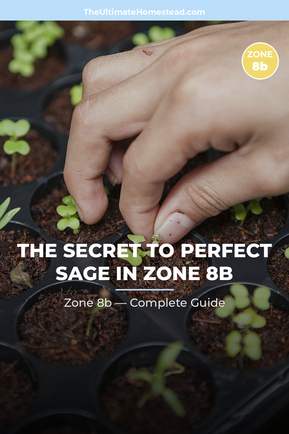 When to Plant Sage in Zone 8b