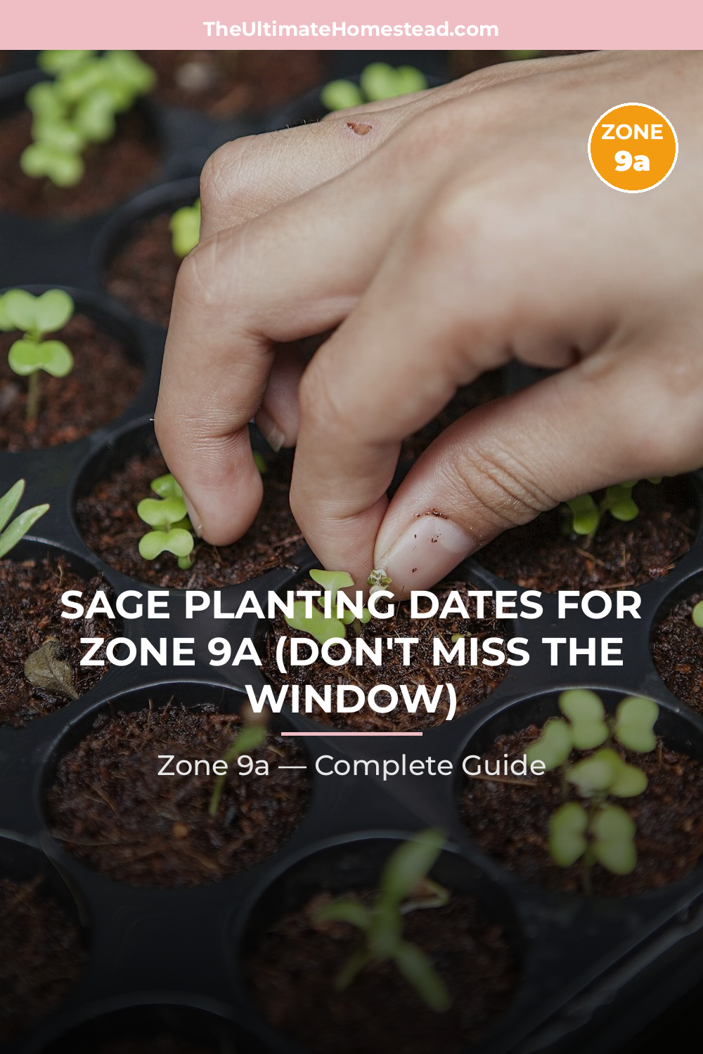 When to Plant Sage in Zone 9a