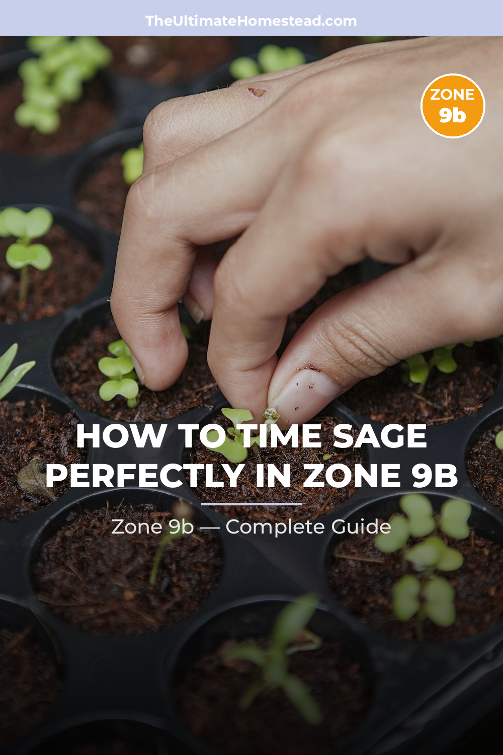 When to Plant Sage in Zone 9b