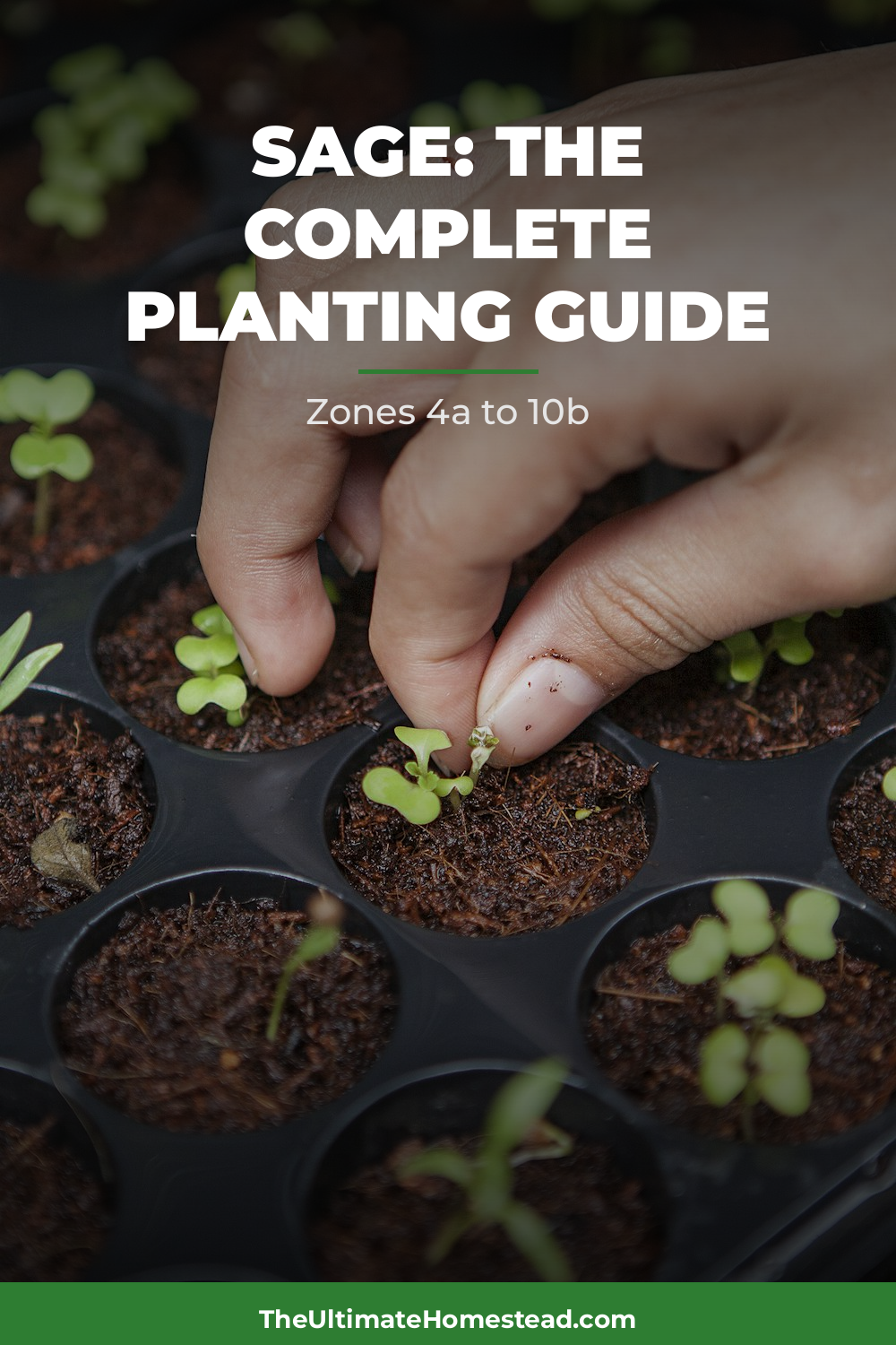 Sage Planting Guide