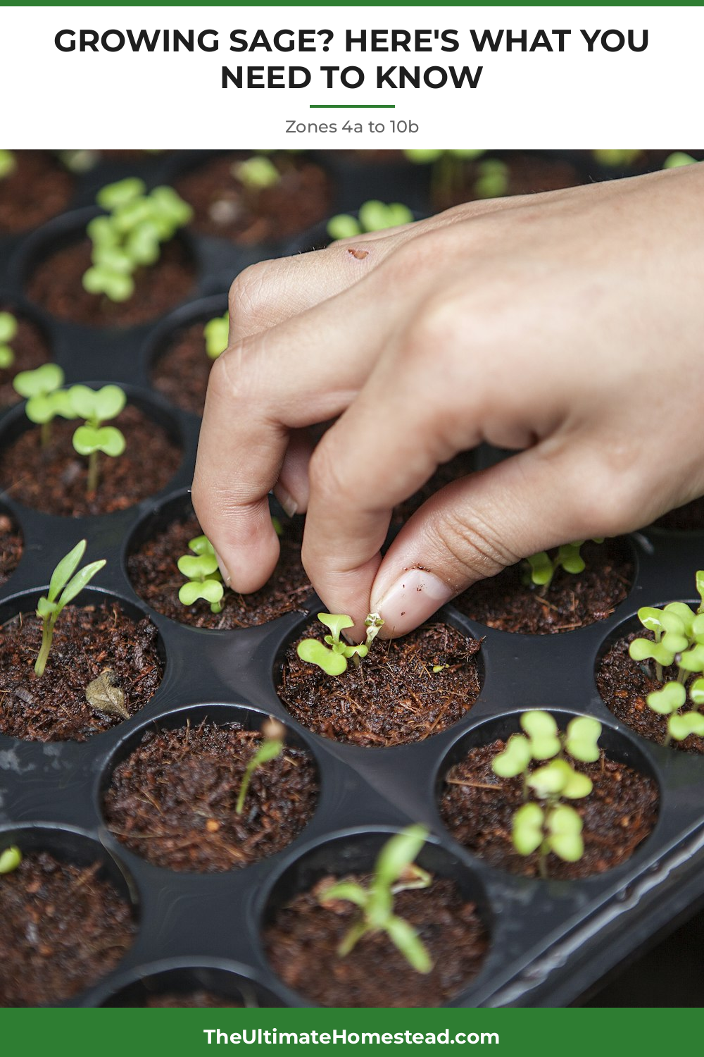 Sage Planting Guide