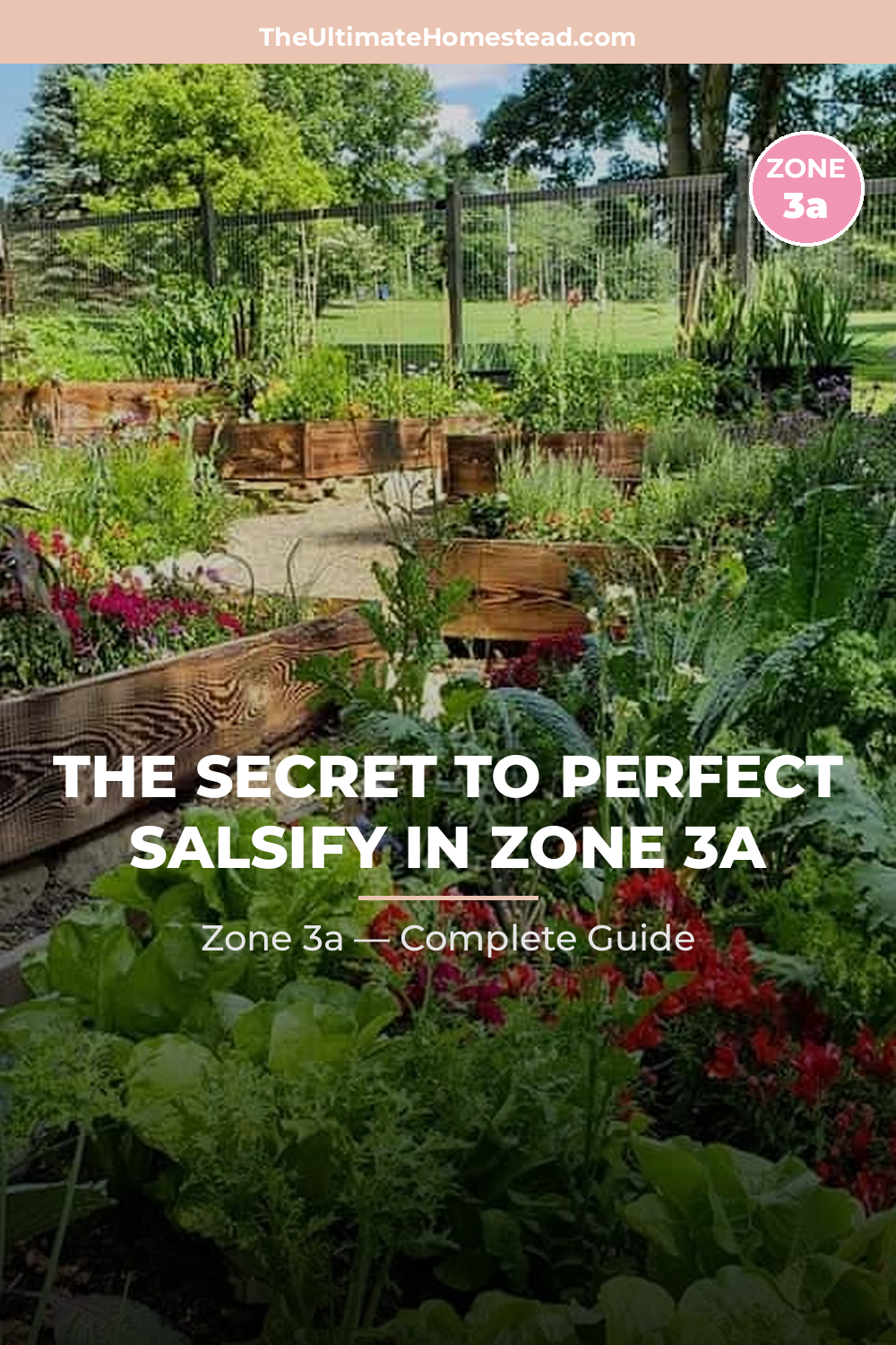 When to Plant Salsify in Zone 3a
