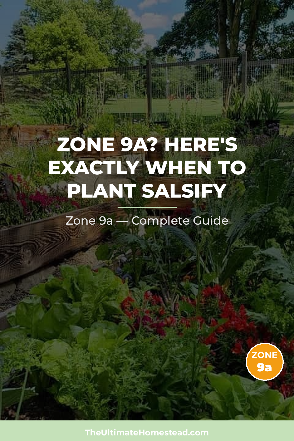When to Plant Salsify in Zone 9a