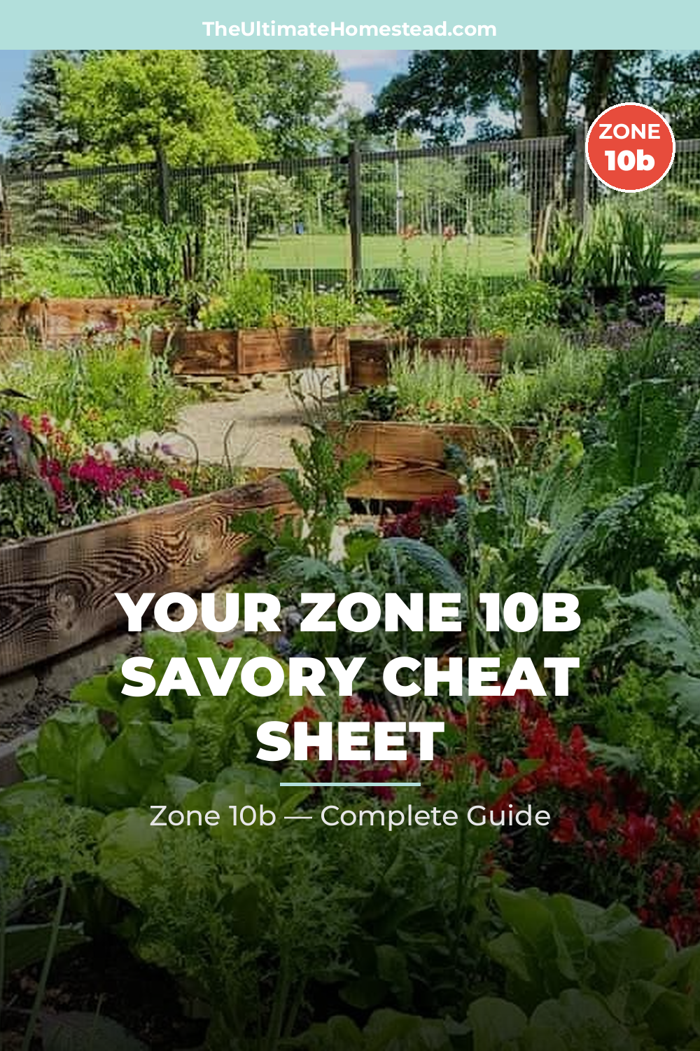 When to Plant Savory in Zone 10b