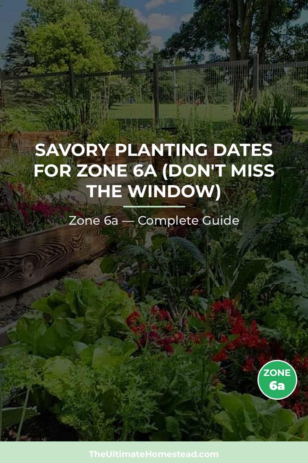 When to Plant Savory in Zone 6a
