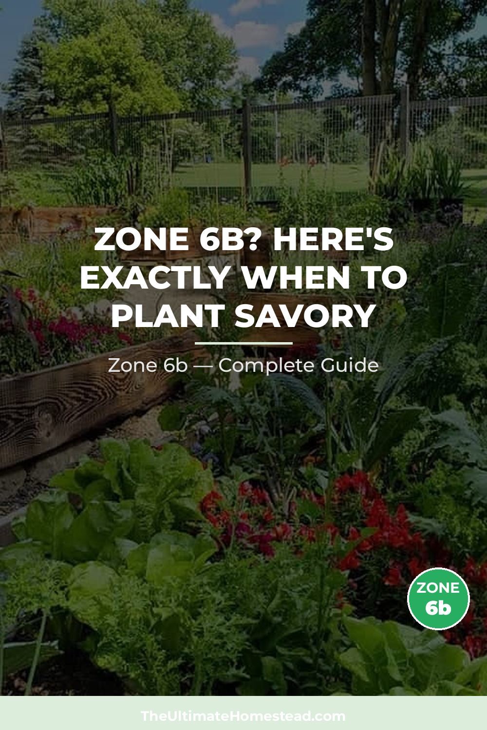When to Plant Savory in Zone 6b