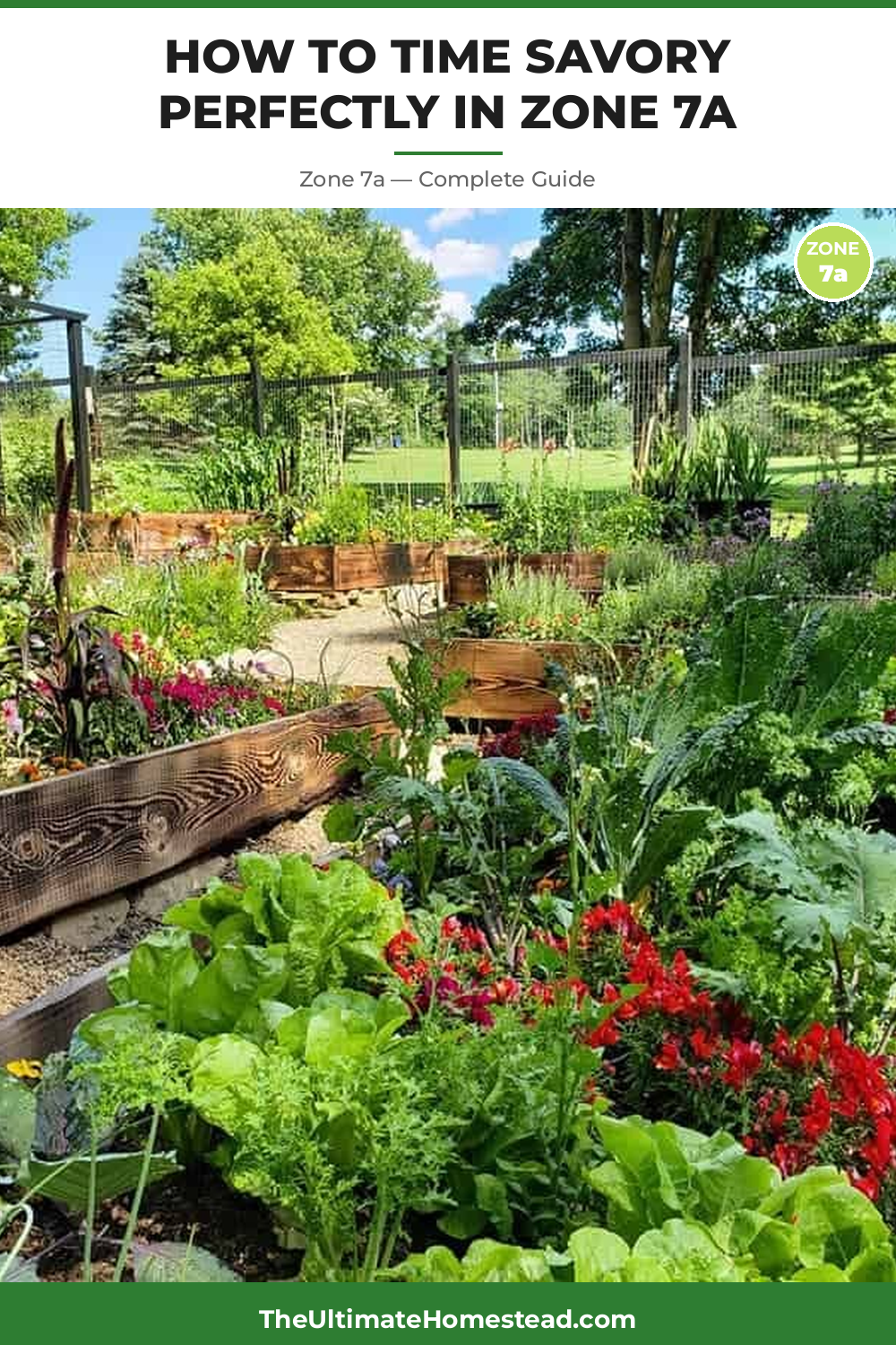 When to Plant Savory in Zone 7a