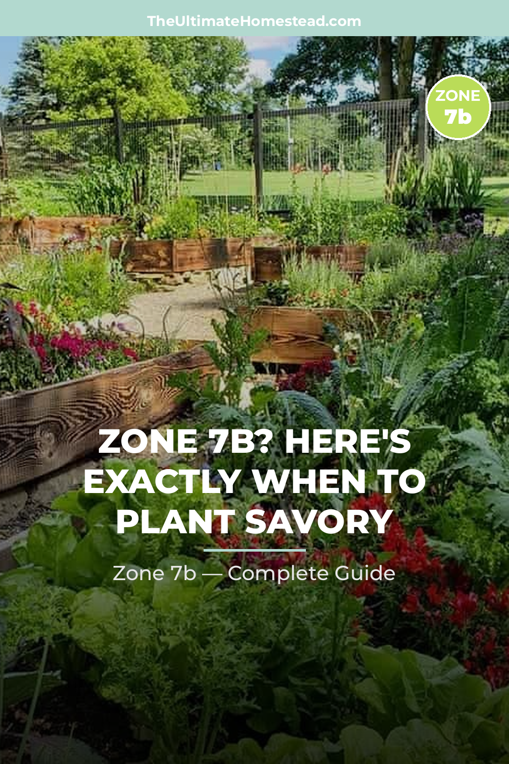 When to Plant Savory in Zone 7b