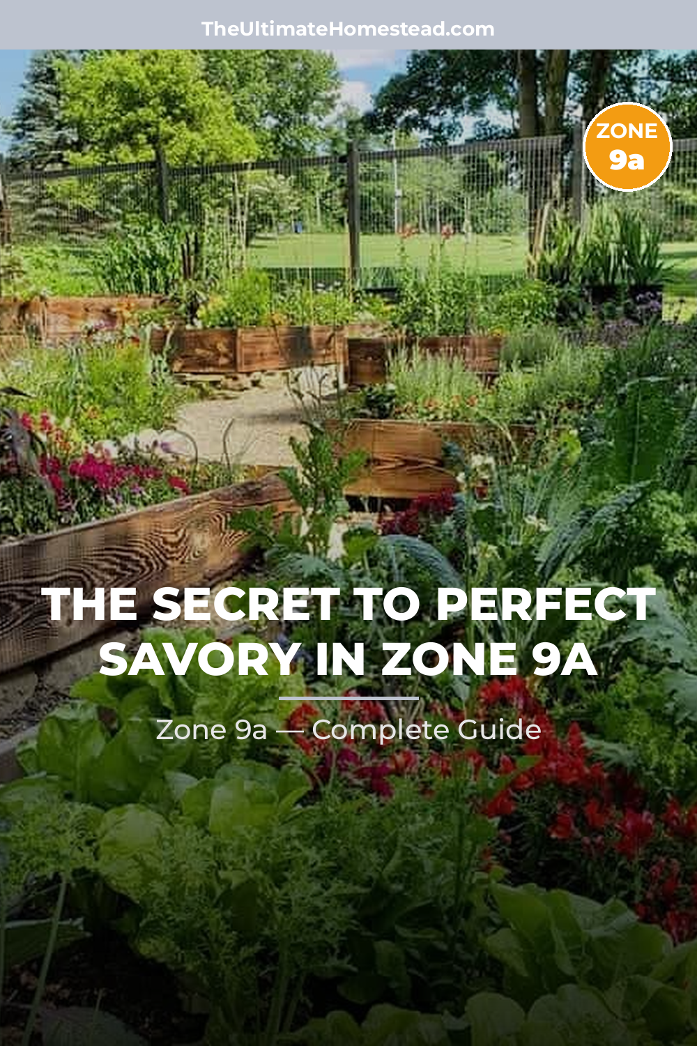 When to Plant Savory in Zone 9a