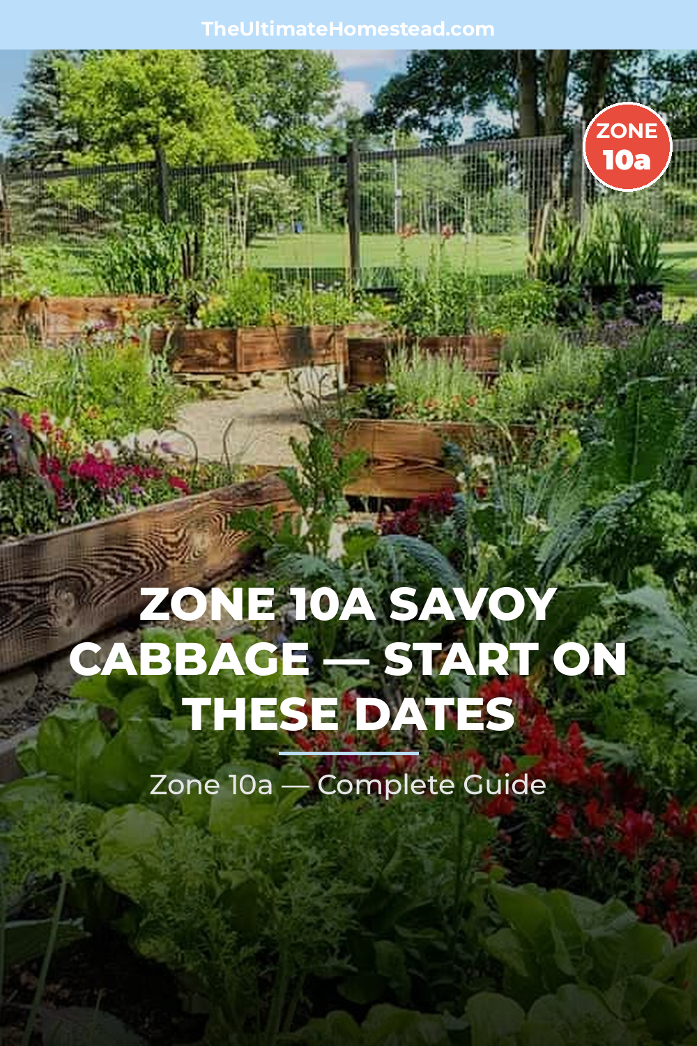 When to Plant Savoy Cabbage in Zone 10a