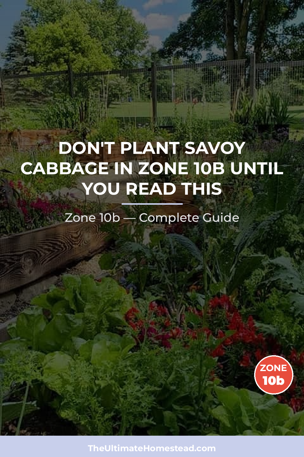 When to Plant Savoy Cabbage in Zone 10b