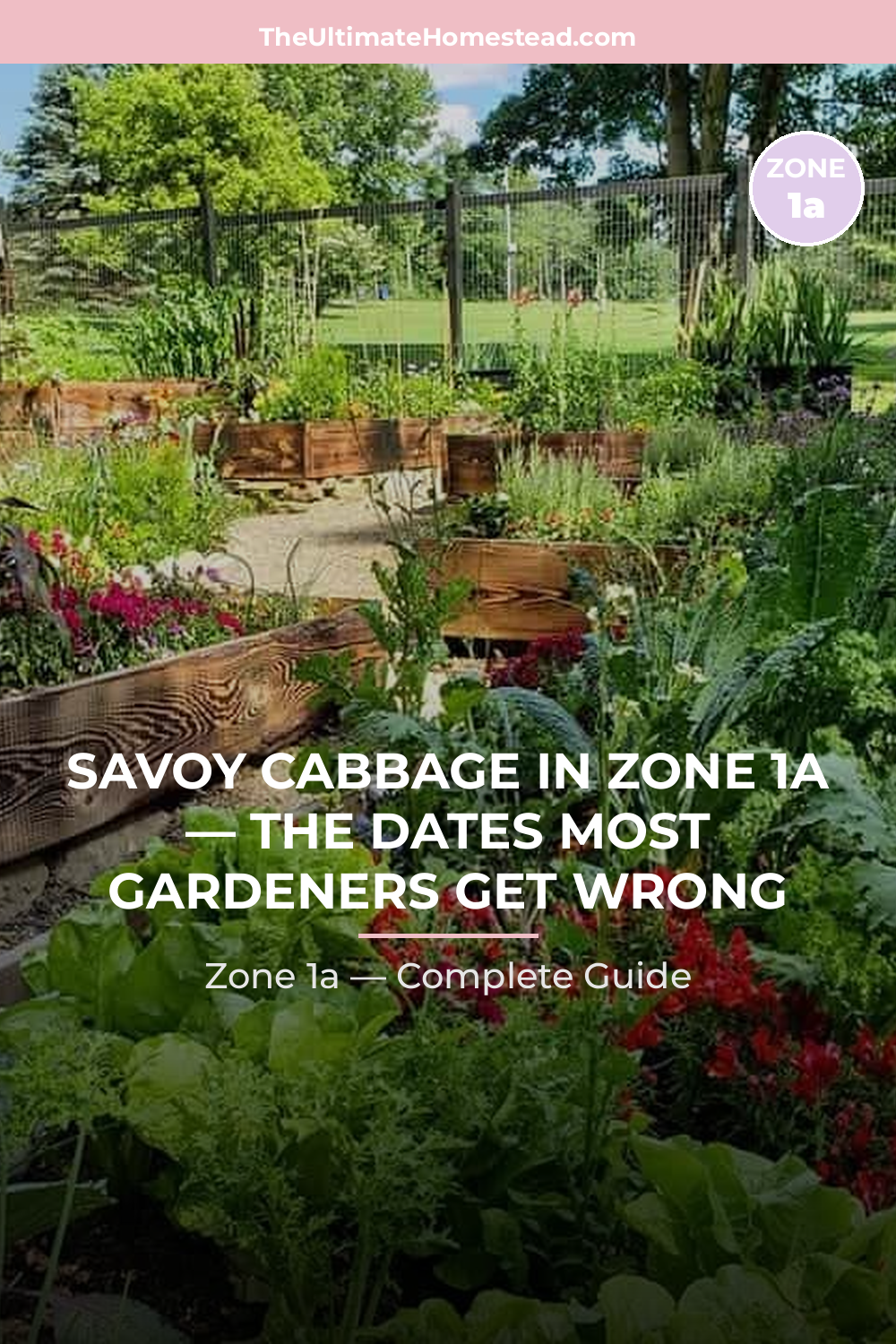 When to Plant Savoy Cabbage in Zone 1a