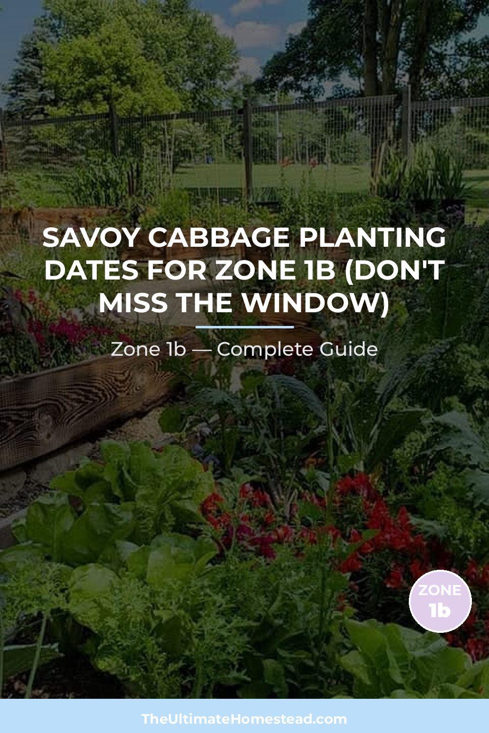 When to Plant Savoy Cabbage in Zone 1b