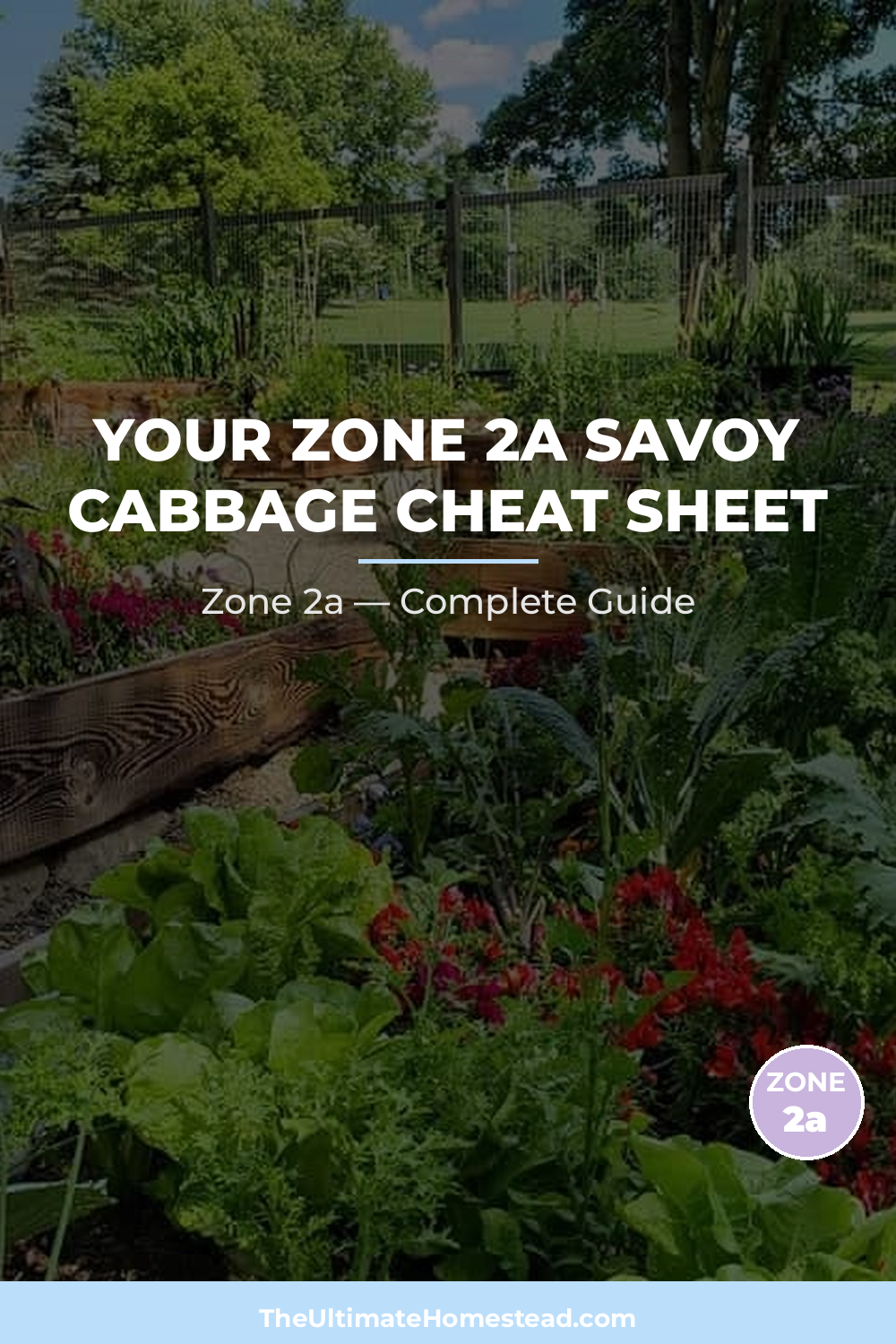 When to Plant Savoy Cabbage in Zone 2a