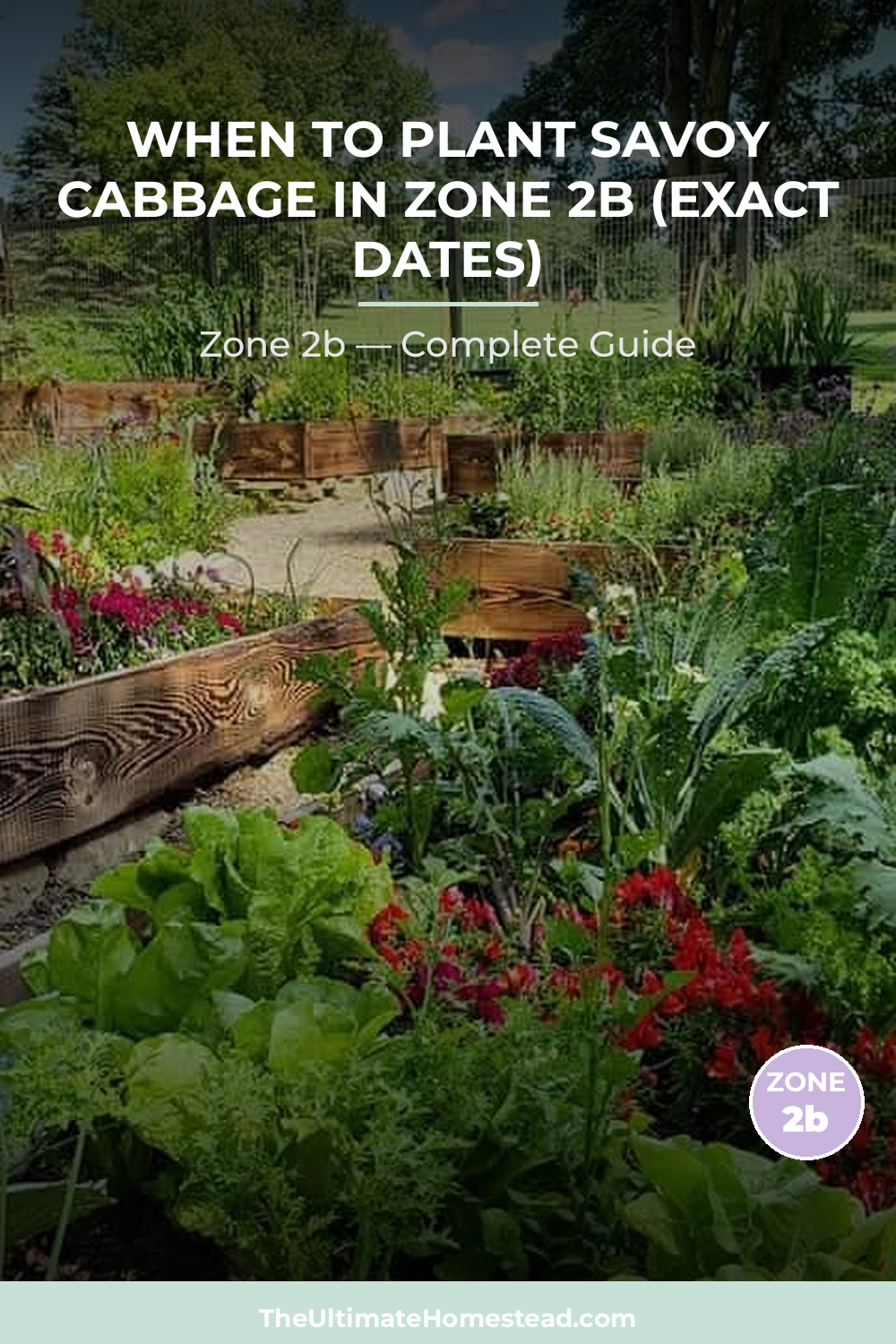 When to Plant Savoy Cabbage in Zone 2b