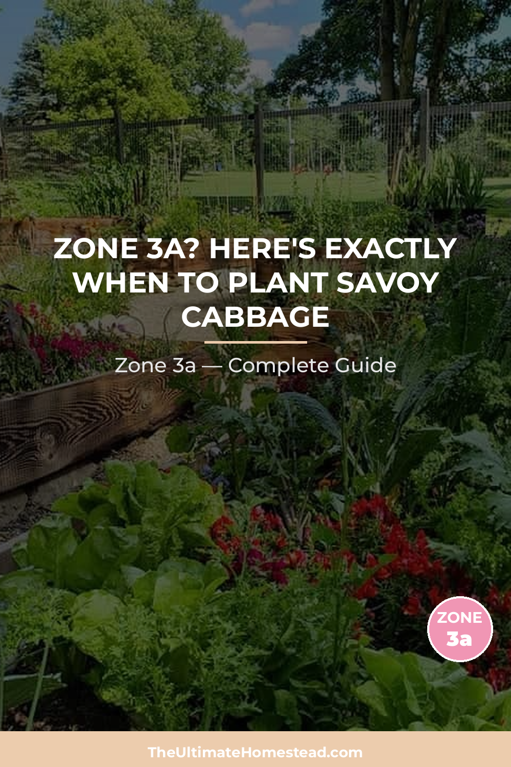 When to Plant Savoy Cabbage in Zone 3a