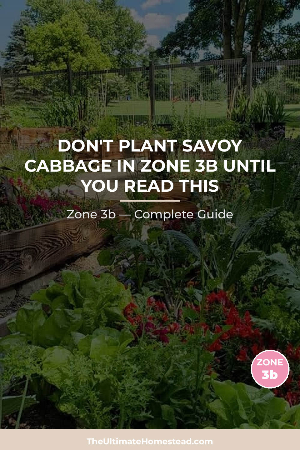 When to Plant Savoy Cabbage in Zone 3b