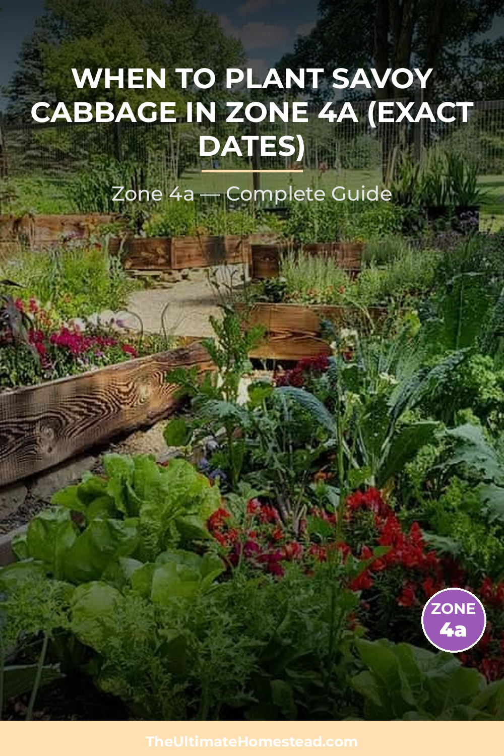 When to Plant Savoy Cabbage in Zone 4a