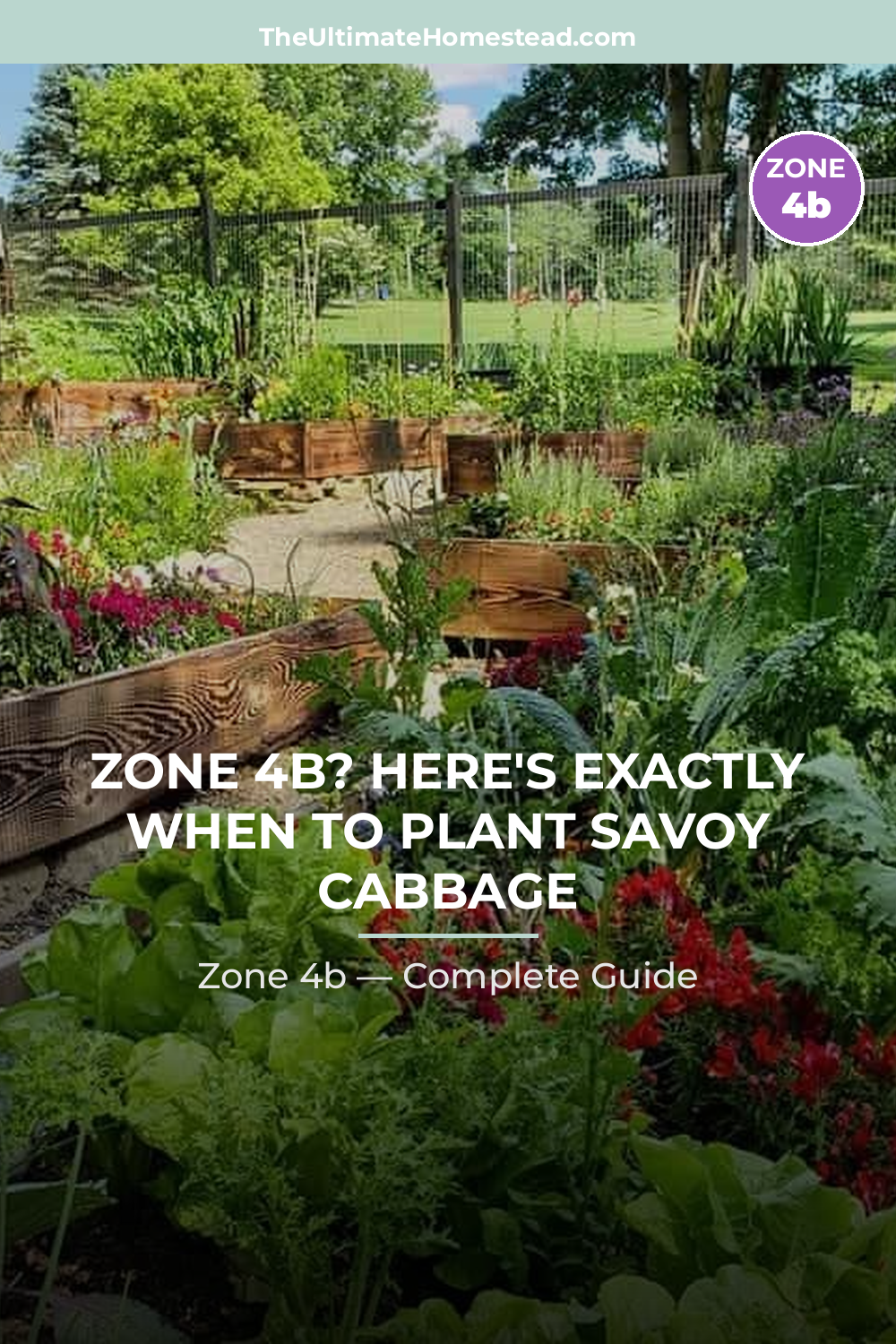 When to Plant Savoy Cabbage in Zone 4b