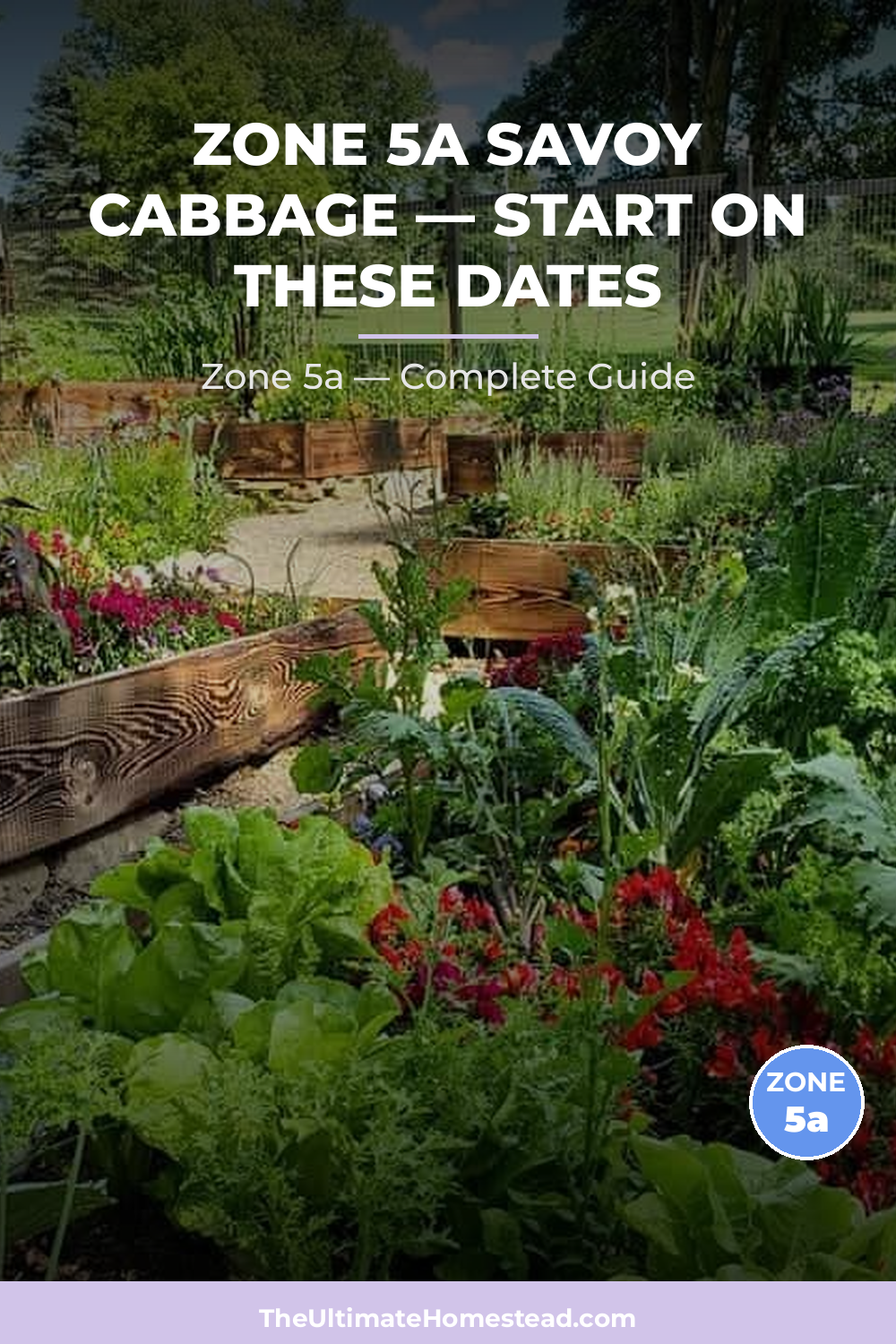 When to Plant Savoy Cabbage in Zone 5a