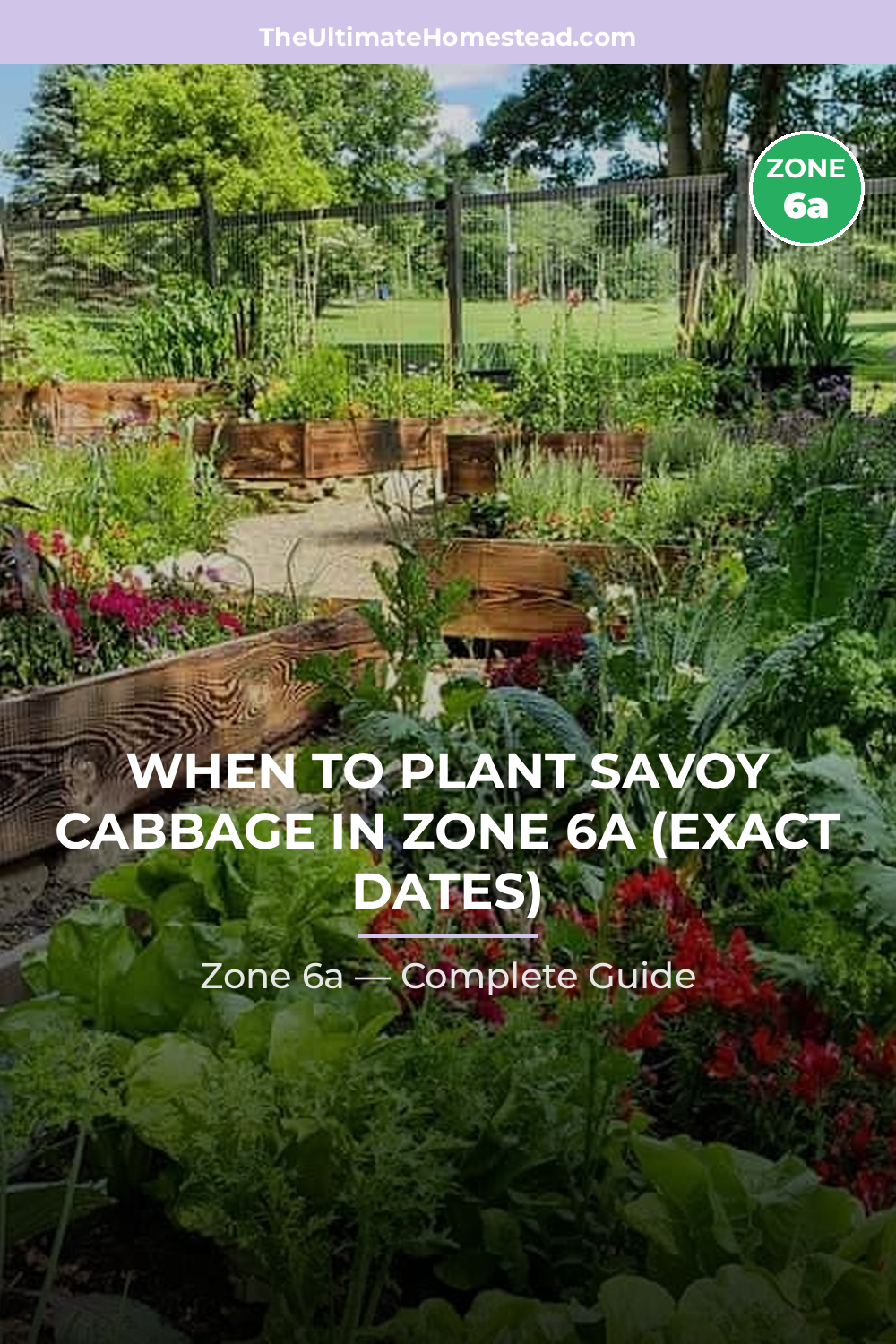 When to Plant Savoy Cabbage in Zone 6a