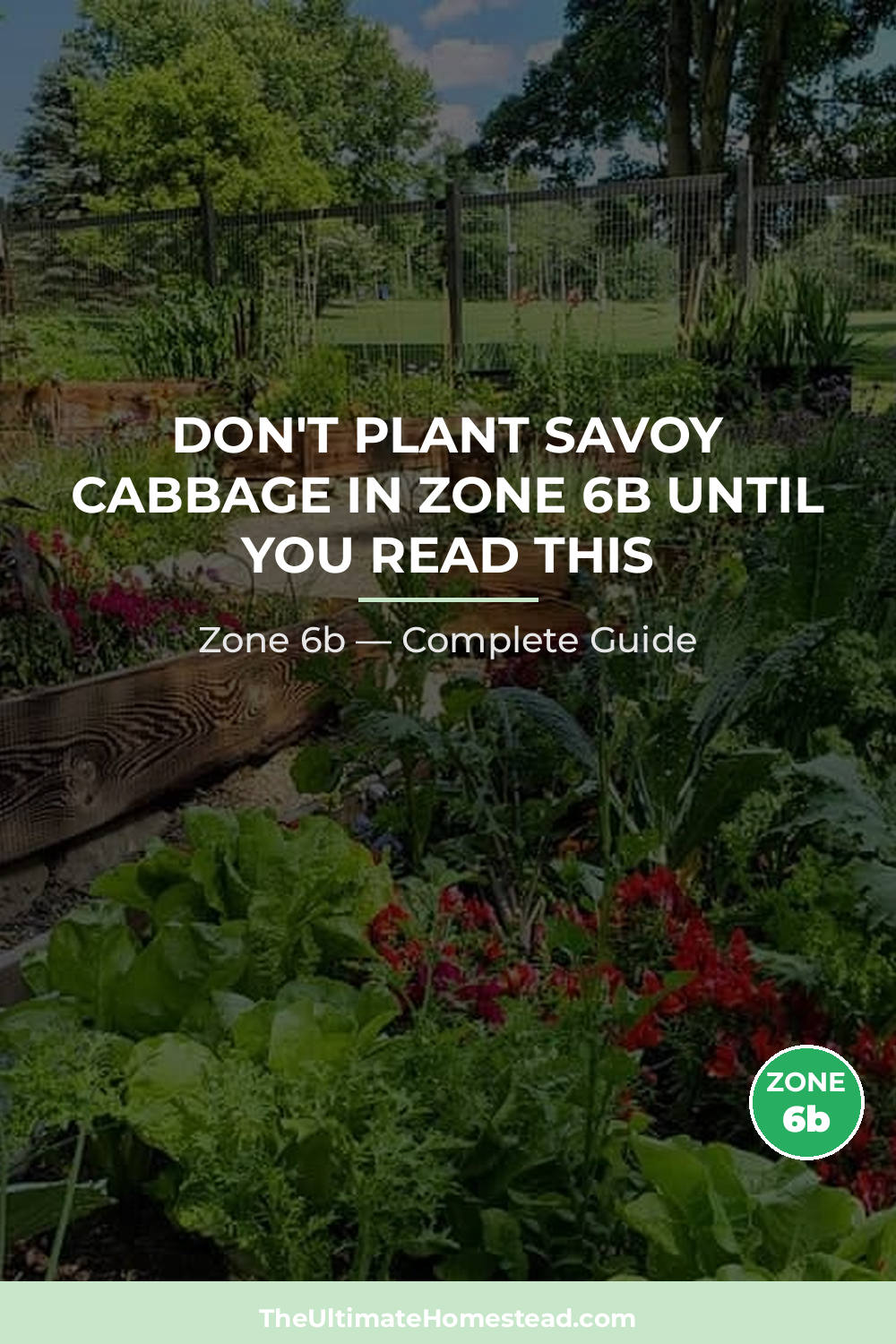 When to Plant Savoy Cabbage in Zone 6b