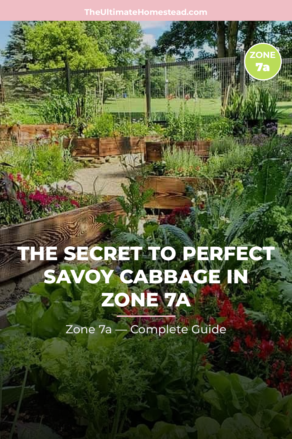 When to Plant Savoy Cabbage in Zone 7a