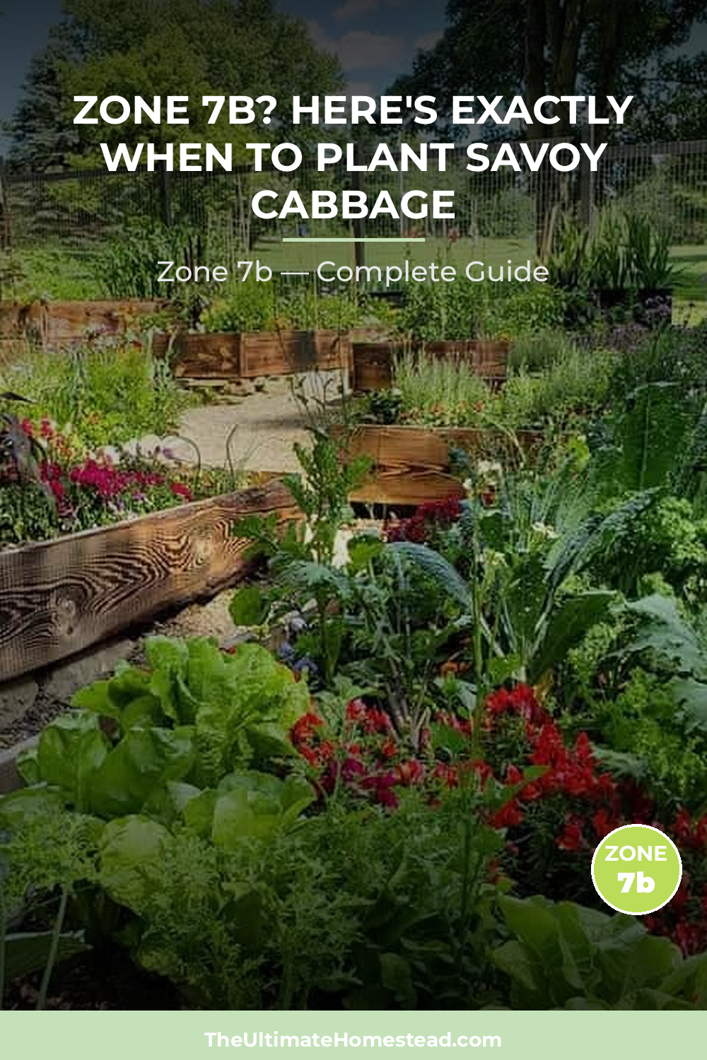 When to Plant Savoy Cabbage in Zone 7b