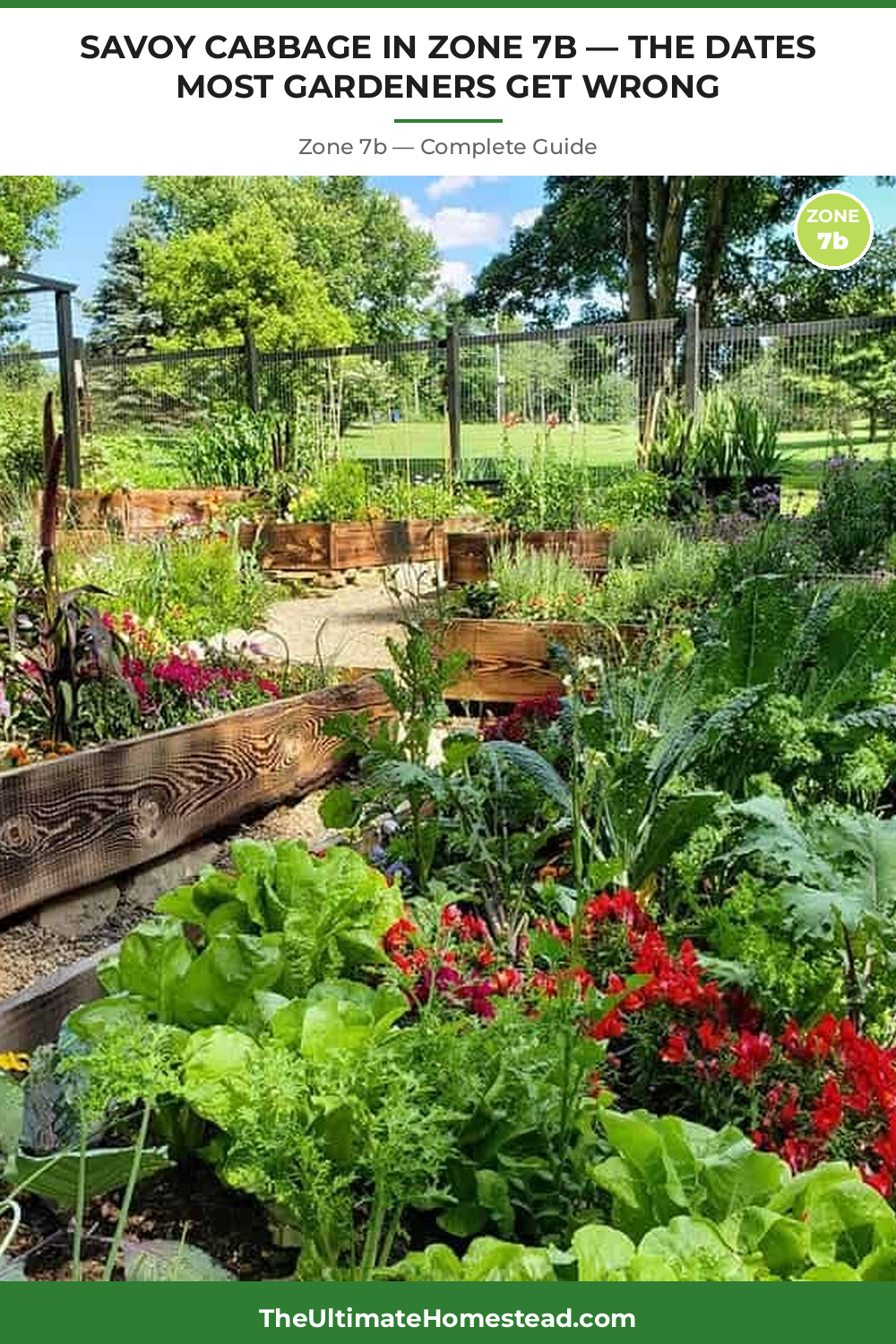 When to Plant Savoy Cabbage in Zone 7b