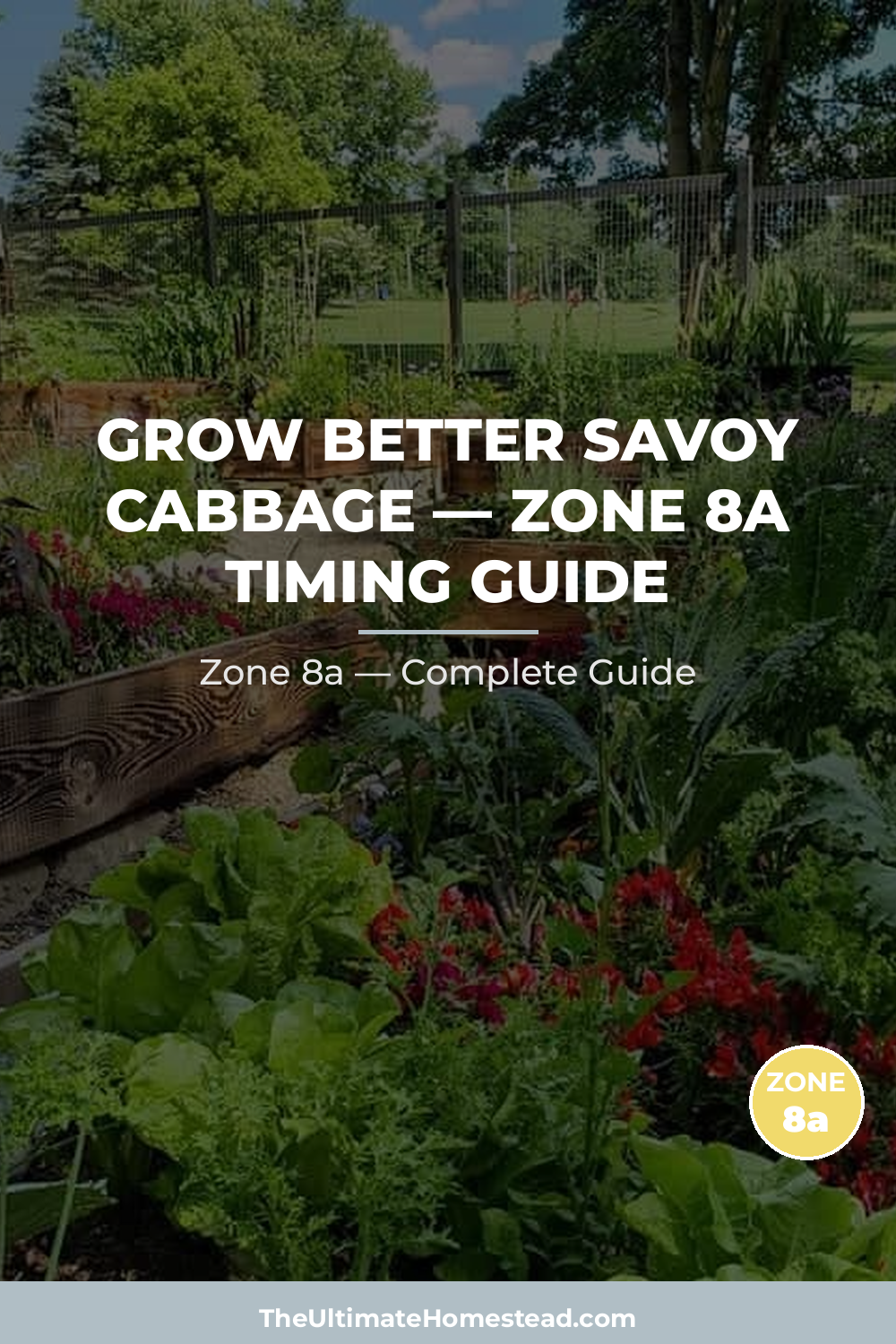 When to Plant Savoy Cabbage in Zone 8a