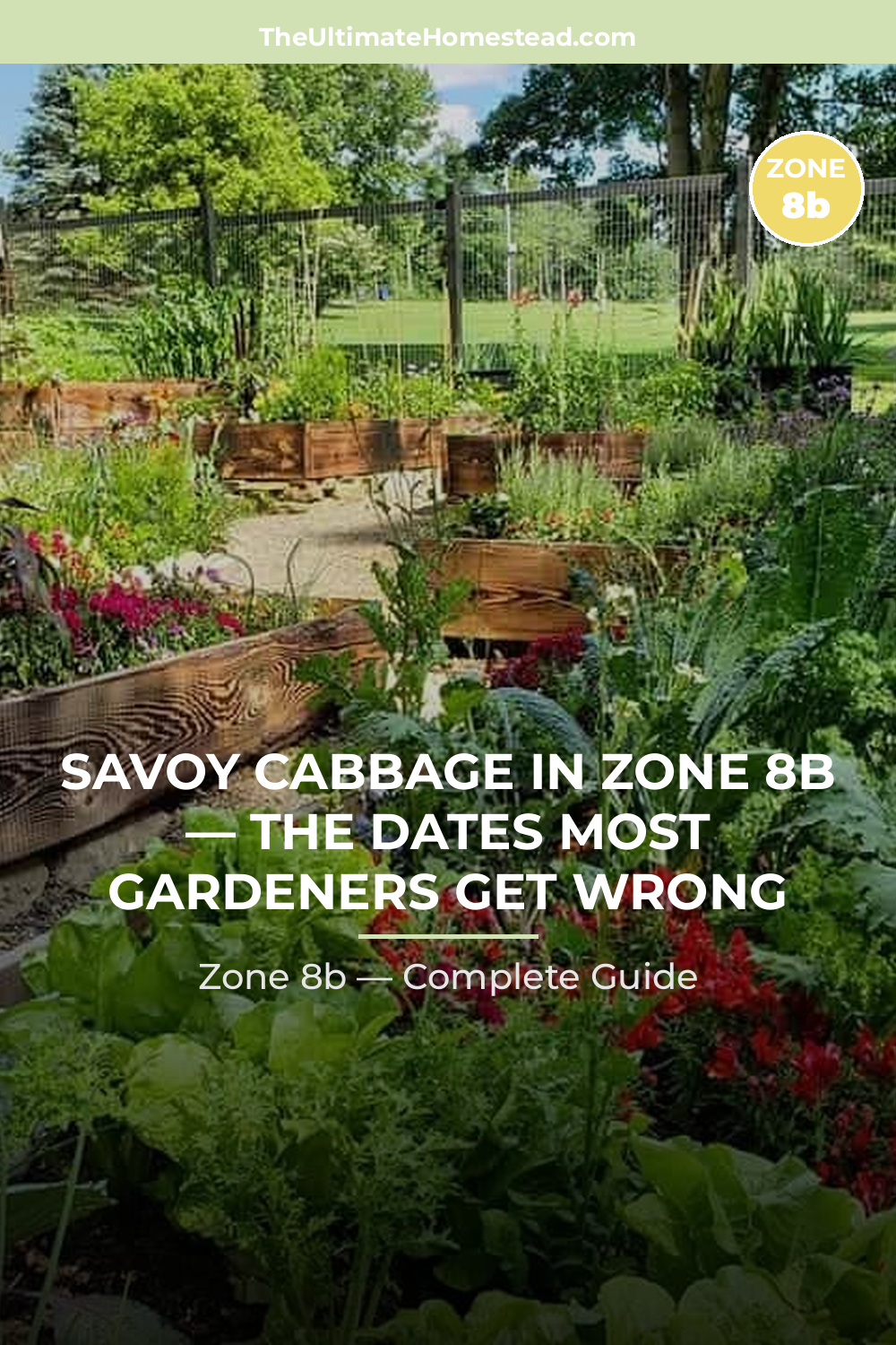 When to Plant Savoy Cabbage in Zone 8b