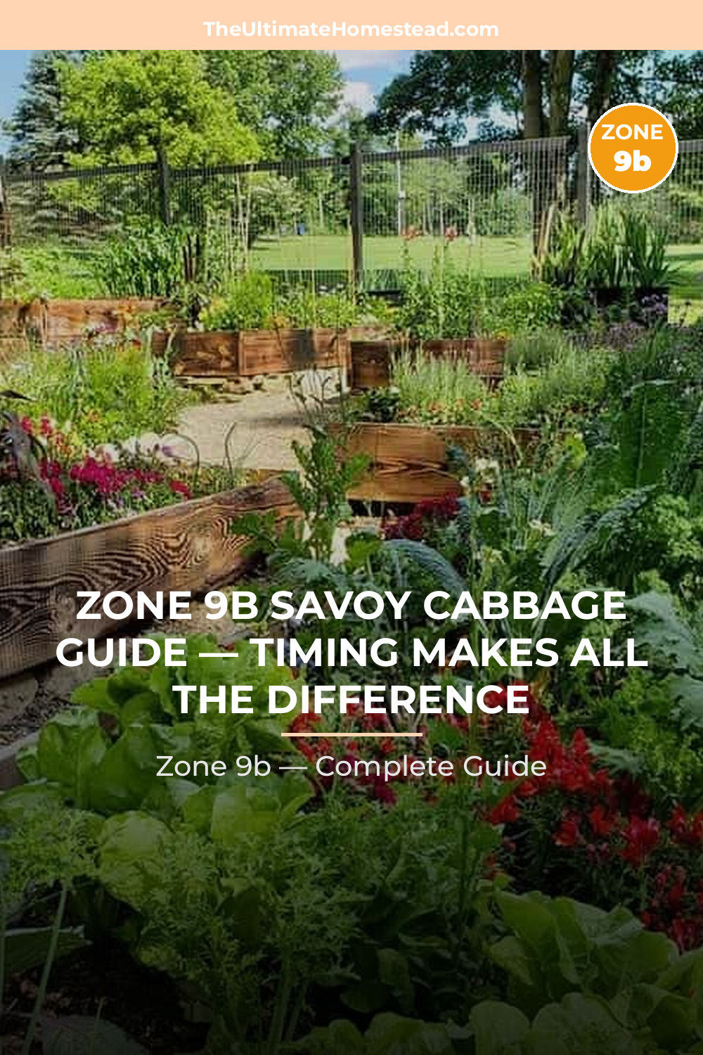 When to Plant Savoy Cabbage in Zone 9b