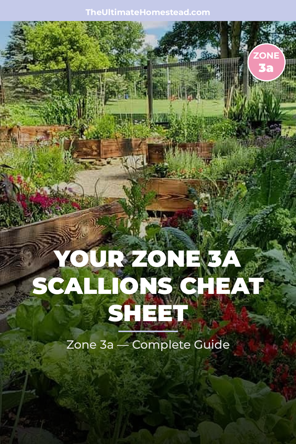 When to Plant Scallions in Zone 3a