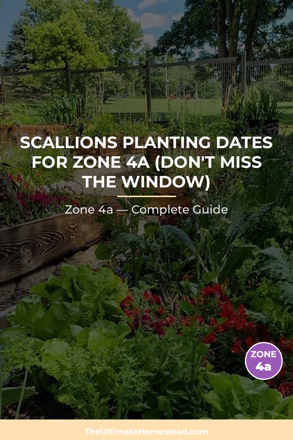 When to Plant Scallions in Zone 4a