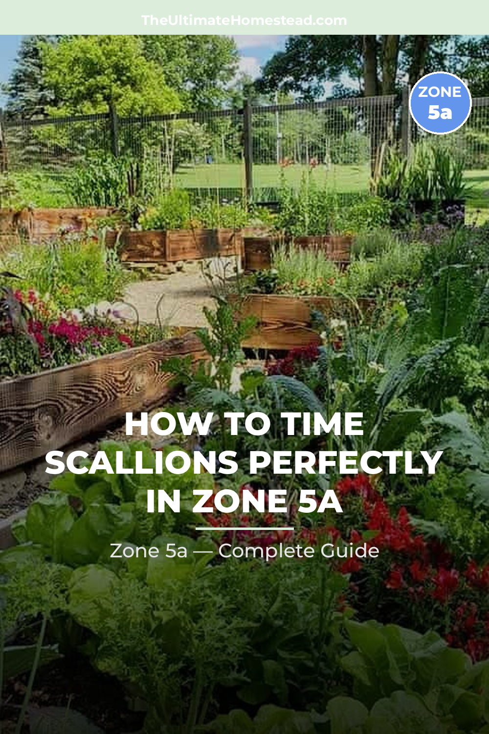 When to Plant Scallions in Zone 5a