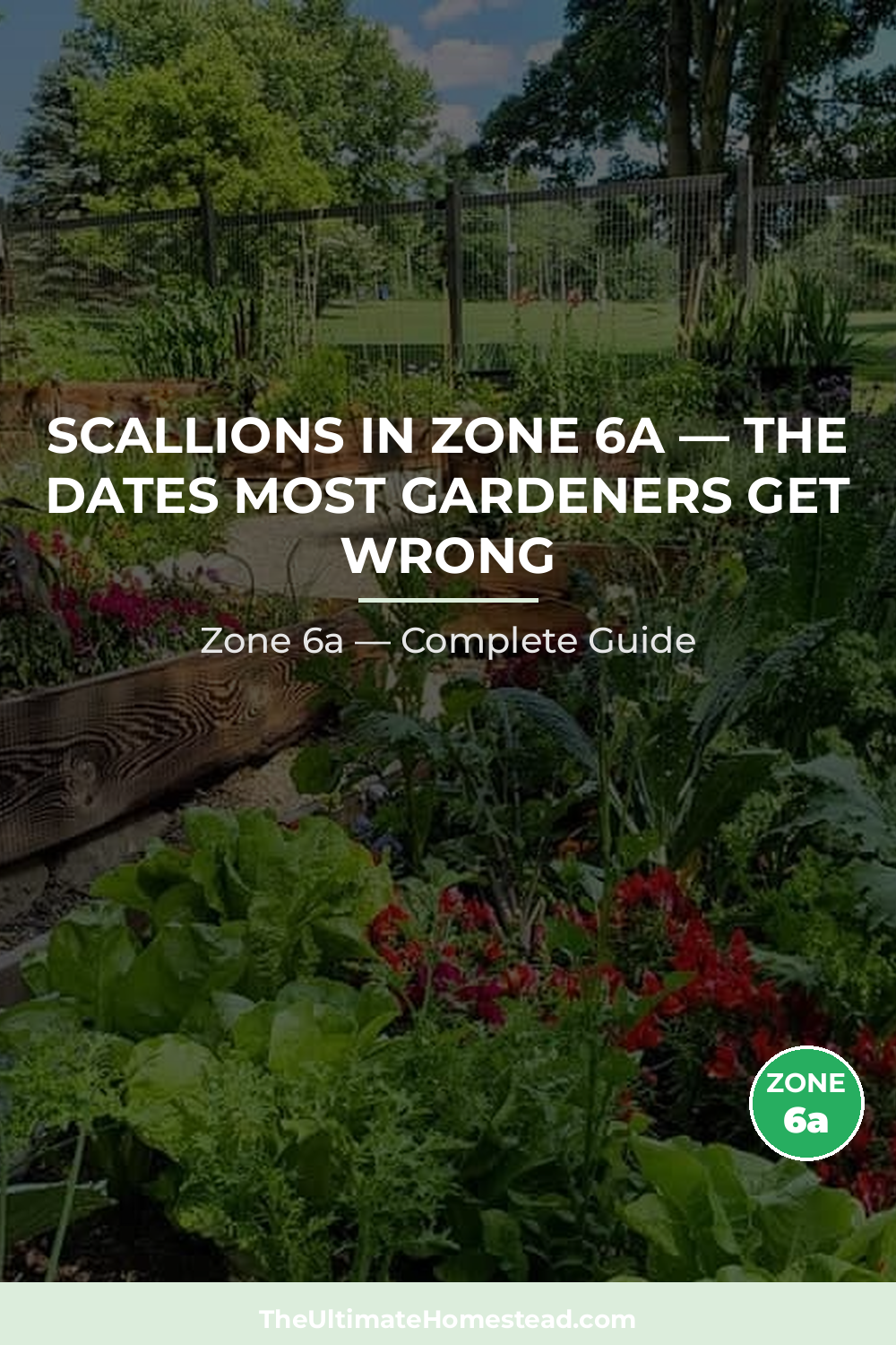 When to Plant Scallions in Zone 6a