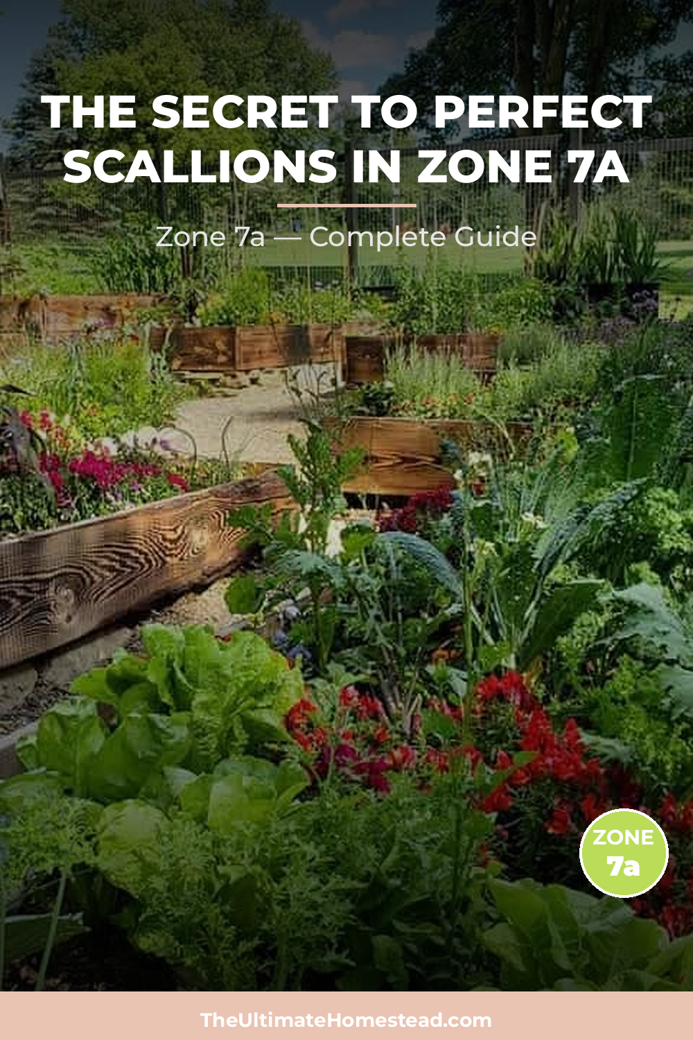 When to Plant Scallions in Zone 7a