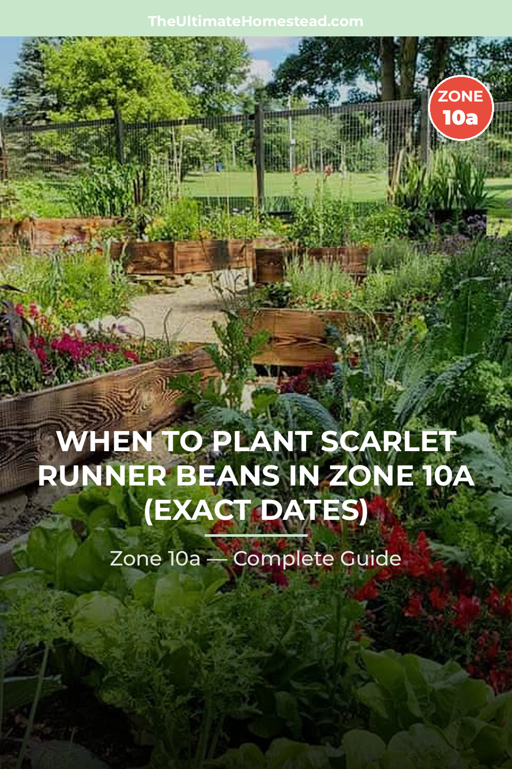 When to Plant Scarlet Runner Beans in Zone 10a