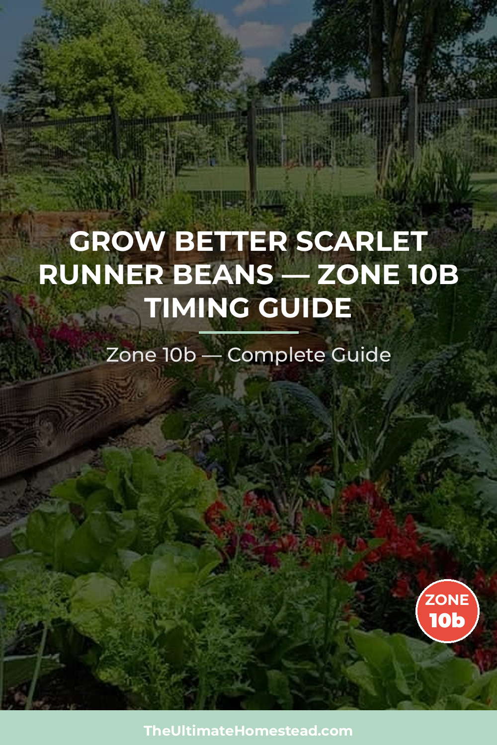 When to Plant Scarlet Runner Beans in Zone 10b